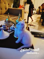  4 توأم شيرازي كيتن بسعر مغري لون ابيض وعيون ازرق  بسعر مغري