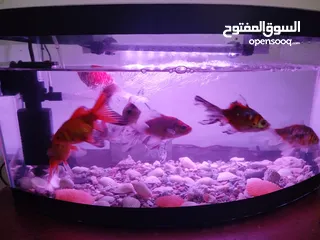  1 حوض سمك للبيع