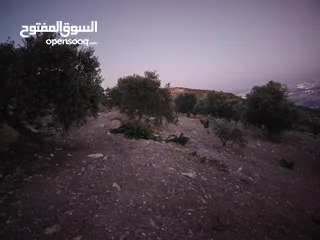  13 ارض للبيع 4300م على القوشان وعلى الواقع 12دونم متواجد بيت مساحة 380 متر طابقين +خزان يتسع50 متر