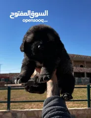  3 Caucasian Shepherds (الراعي القوقازي)