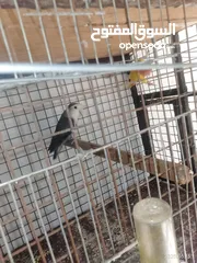  2 عصافير للبيع
