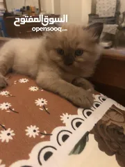  9 قطط سكوتش همالايا إناث
