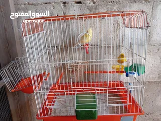  15 انثايتين كنار ليموني اليموني الغامقه جاهزه معبيه بدها تبيض اليموني الفاتح عمرها 5 أشهر شهر بتشتغل