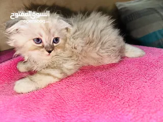  8 قط شيرازي سكني