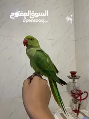  1 ببغاء الدره