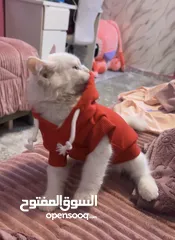  1 قط ذكر للبيع في سعر 250