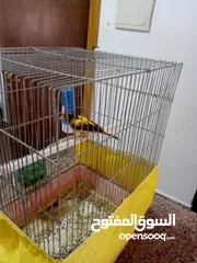  5 جوز كنار مخاليف