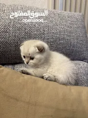  4 قطط سكوتش فولد للبيع