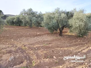  15 مزرعة زيتون ملوكية اطلالة ع الغرب و جبال فلسطين ع ثلاث شوراع قرب شارع الستين ثغرة السلطان