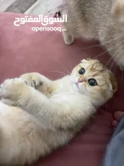  6 قطط سكوتشات