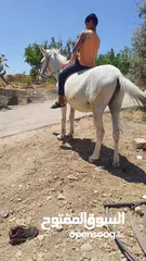  2 بغلة نخب اول بالصلاه على النبي