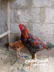  3 دجاج هراتي