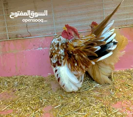  5 #Serama #chicken
