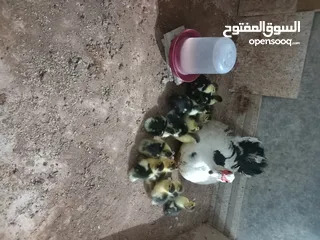  1 بط بلدي للبيع سعرالحبه 3 دنانير المكان عمان خلدا