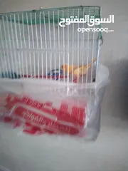  2 للبيع ثلاث حبات مخاليف ما شاء الله صحه ونظافه الوان بتجنن