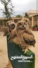  5 Baby owl فروخ البوم