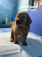  6 جولدن ريتريفر بريطاني آصلي  Golden retriever pure