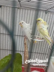  8 جوز هوغو رومو للبيع صحه ونظافه لجوز عين حمرا لذكر لون بسكوتي والانثى لون ابيض مع فرخ عمر شهر تقريبا