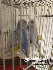  2 جوز حب منتج اهالي فراخ وانثى حب لون اصفر  وفرخ عمر شهر