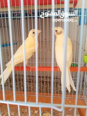  3 عصافير كنار