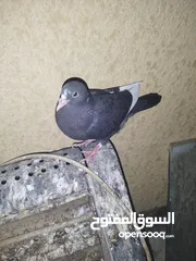  6 حمام للبيع