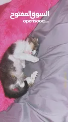 1 قطه للتبني انثى ممتازه  ولعوبه