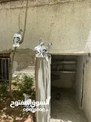  2 جوزين نوريات زرق مريوش فراخ