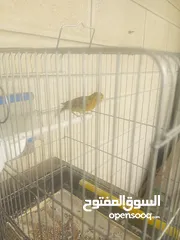  2 عصفور كناري فرخ لون جزري