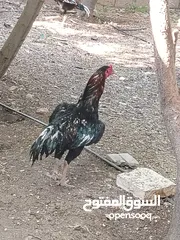  2 متاح 3ديوك 2 بكستاني واحد الماني