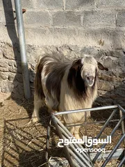  4 صخل عماني للبيع