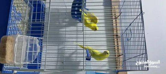  9 طيور كناري جوزين  وحب للبيع
