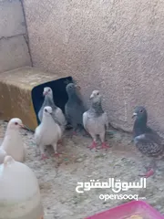  2 حمام للبيع في سعر مغريييي