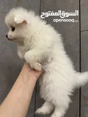  9 جراء بوميريان اصغر حجم تيكب