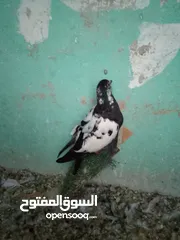  2 طيران اول خيرها