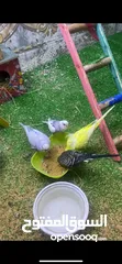  3 طيور حب للبيع