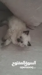  1 قطط للبيع بسعر مناسب