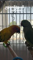  7 سن كنيور متكلم لعوب sun conure talking