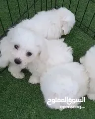  3 Maltese cute puppies