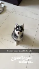  2 Teacup Pomsky puppies