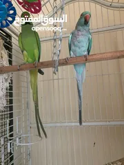  2 Breeding pair green male and turquoise blue female