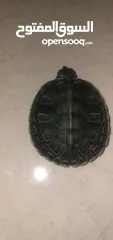  2 سلحفاه امازون نخب