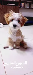  1 (send me whatsup)Male /Mini malltipoo/5 months old