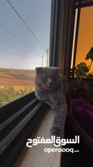  16 قط Scottish Fold للبيع بسعر مميز