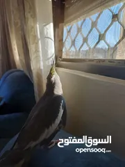  2 عصفور كوكتيل اليف للبيع دون بدل مع قفص واغراضه