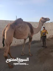  2 ناقه طيب سمحه طناف