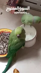  2 Green parrot