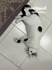  3 Cat for adoption