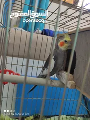  4 ببغاء (كوكتيل) رمادي غامق مع خدود برتقاليه مع القفص والعده وطعام