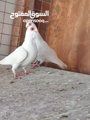  1 فحول وطواير للبيع