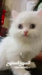  17 بسه شيرازيه للبيع عمرها تقريبا شهر